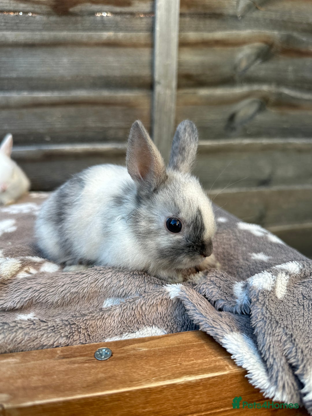 Netherland Dwarf rabbits for sale: Gorgeous Netherland dwarf bunnies  - Image 2