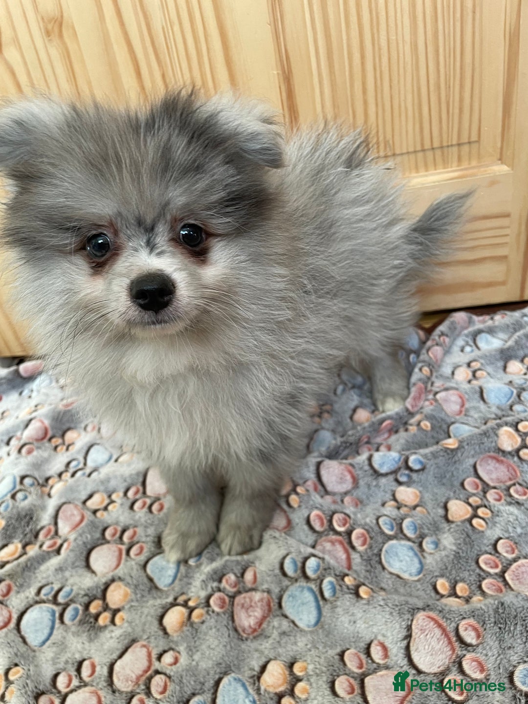 Pomeranian dogs for sale: Pomeranian Merle boy  - Image 3