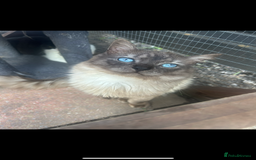 Ragdoll cats for stud: Ragdoll stud  - Image 5