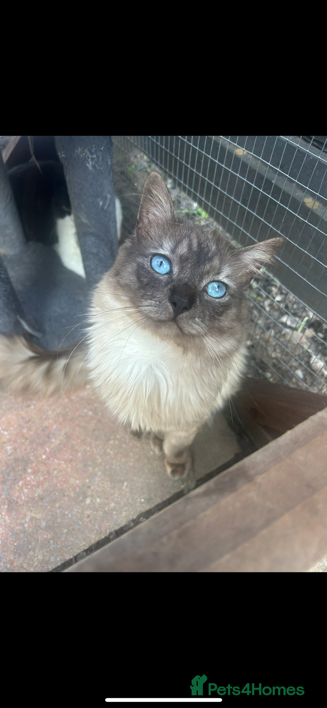 Ragdoll cats for stud: Ragdoll stud  - Image 5