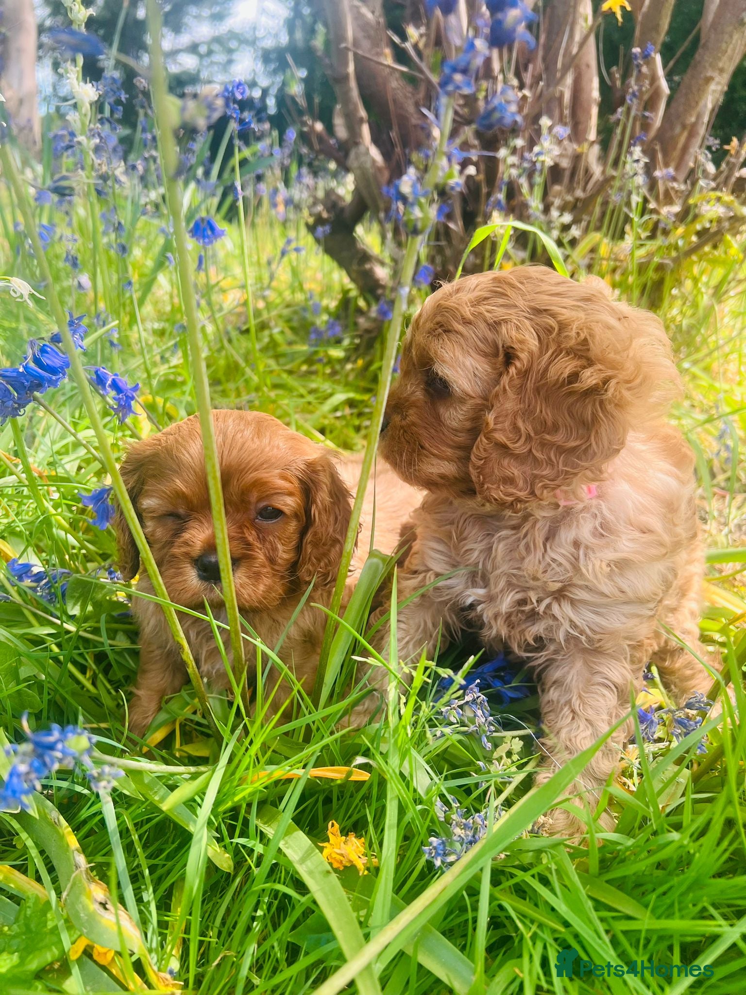 Cavapoo dogs Cavapoo adorable puppies  - Advert 10