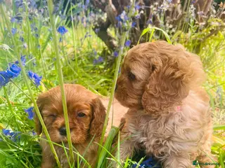 Cavapoo dogs Cavapoo adorable puppies - Advert 10