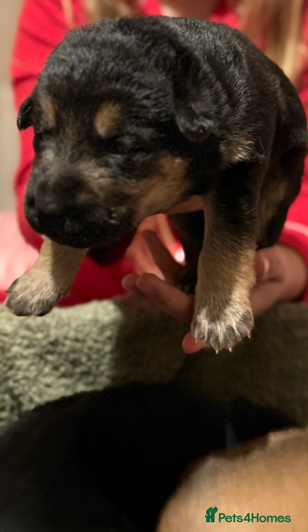 Mixed Breed dogs for sale: German shepherd, Labrador mix puppies for sale  - Advert 8