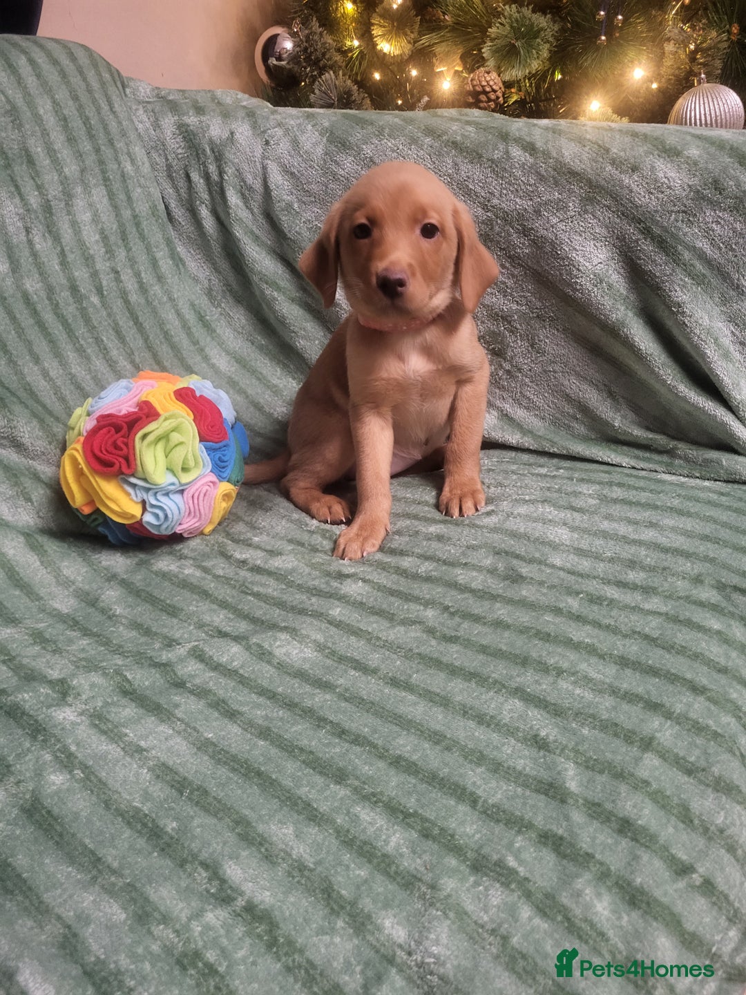 Labrador Retriever dogs for sale: KC registered labrador puppies - Advert 18