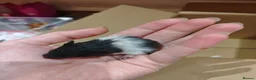 Hamster rodents for sale: Baby syrain hamsters - Advert 9