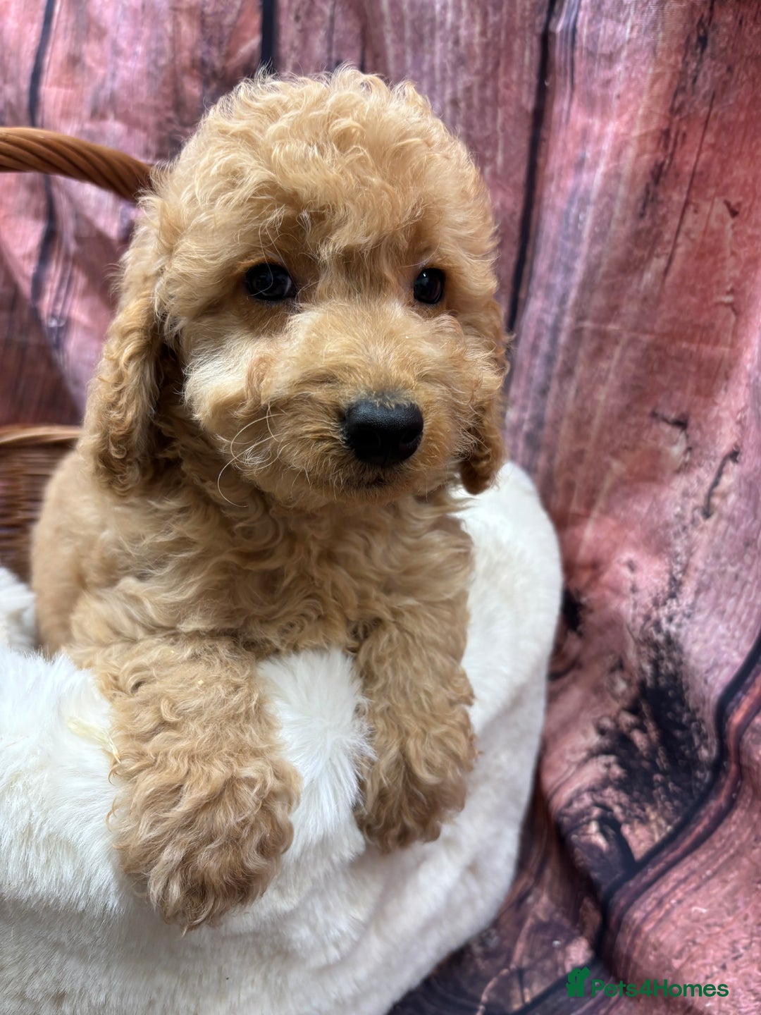 Cockapoo dogs for sale: Beautiful Cockapoo pups looking for forever homes in Treharris - Image 36