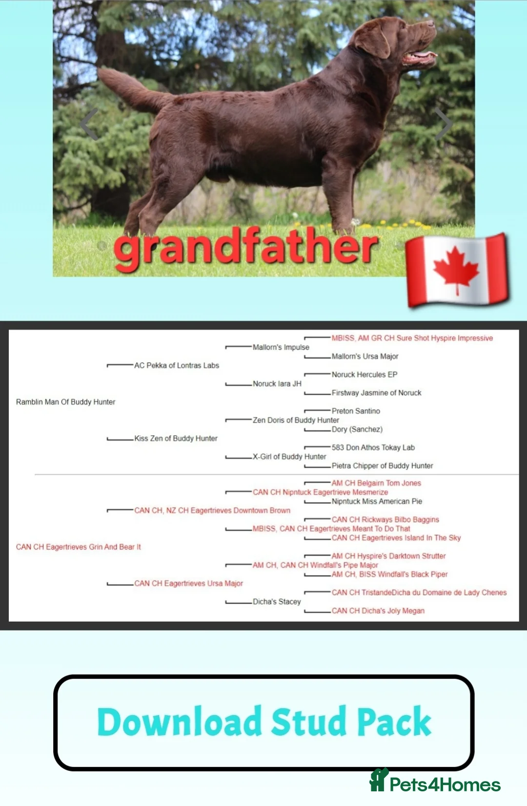 Labrador Retriever dogs for sale: Chocolate Puppies Expected  Waiting List Now Open  - Advert 10