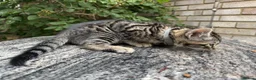 Bengal cats for sale: Bengal x Maine Coon Cross Kittens  - Advert 5