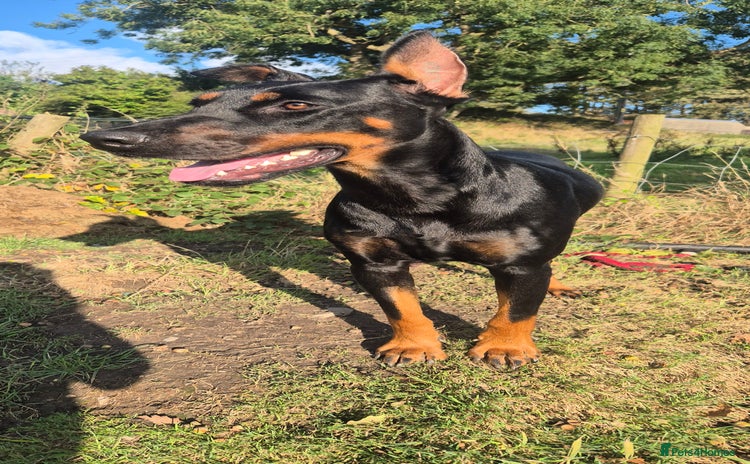 Dobermann dogs - Advert 1