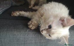 Ragdoll cats for sale: TICA Ragdoll Kittens (pet only)  - Image 19
