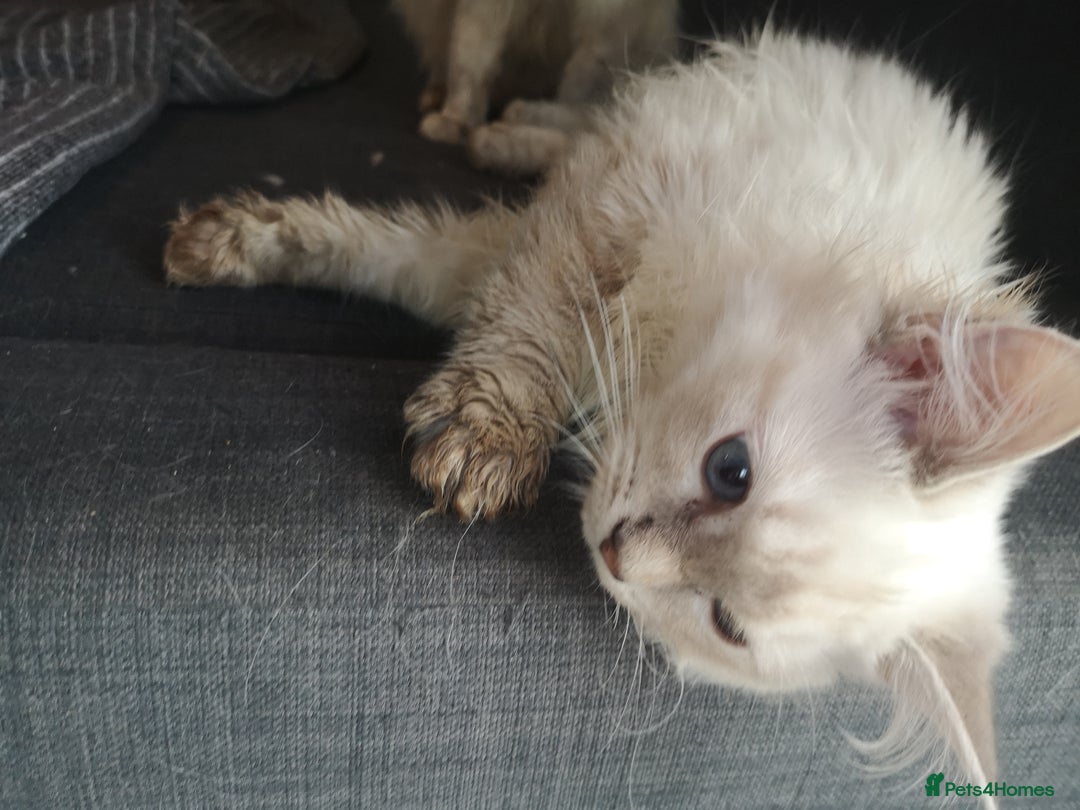 Ragdoll cats for sale: TICA Ragdoll Kittens (pet only)  - Image 19