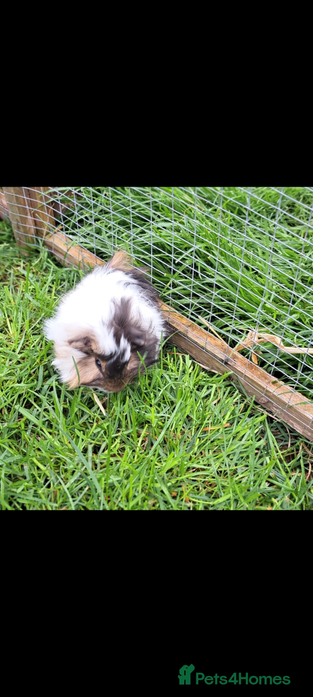 Guinea Pig rodents for sale: Adorable baby guinea pigs  - Advert 2