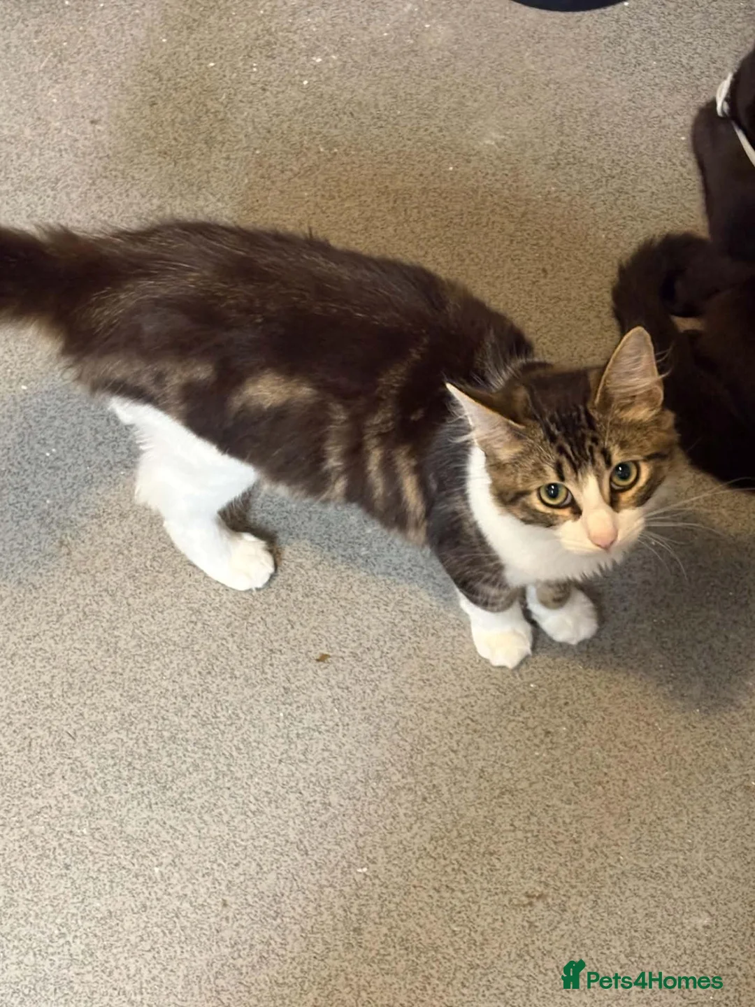 Maine Coon cats for sale: Male 6 month old kitten - Advert 6