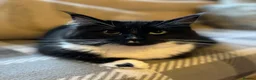 Ragcoon cats for sale: Beautiful friendly Maine coon x Ragdoll kittens in Bridgwater - Advert 9