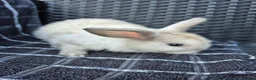 Mini Lop rabbits for sale: 🩷💙 Baby Pure-bred Mini Lops Ready Next Weekend! - Advert 3