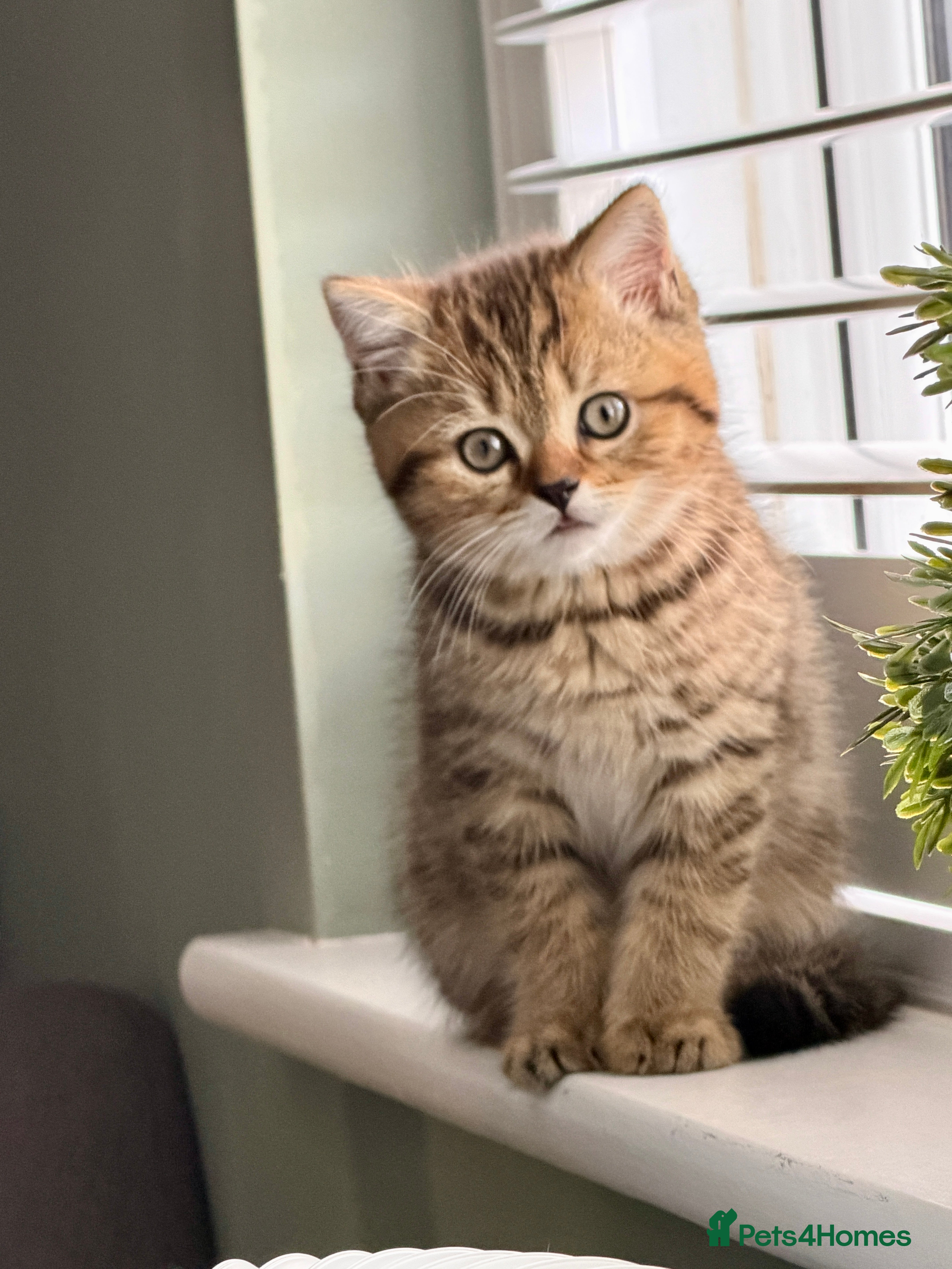 British Shorthair cats *Ready*3 British Shorthair Kittens - Gold/White - Advert 1