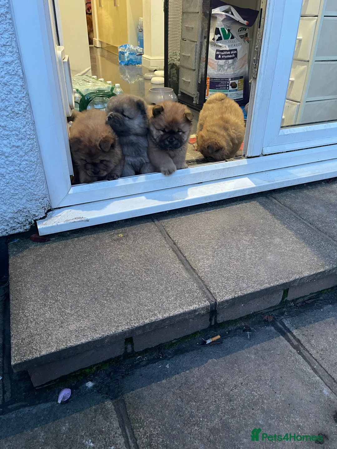 Chow Chow dogs for sale:  Chow chow  - Advert 20