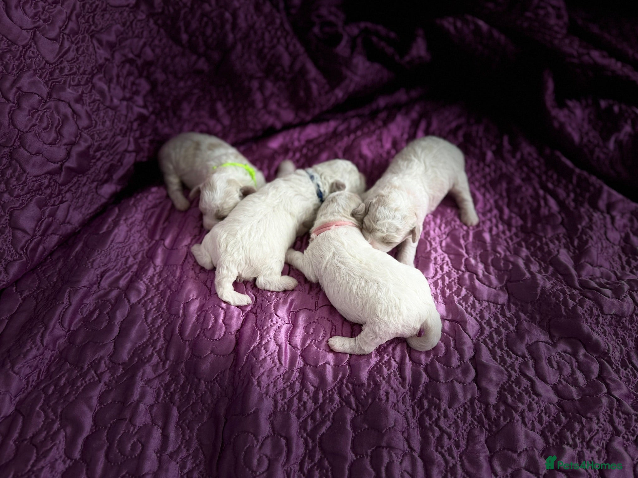 Bichon Frise dogs for sale: ☁️ Little Clouds Looking for Their Forever Home ☁️ - Advert 1
