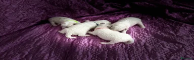 Bichon Frise 4