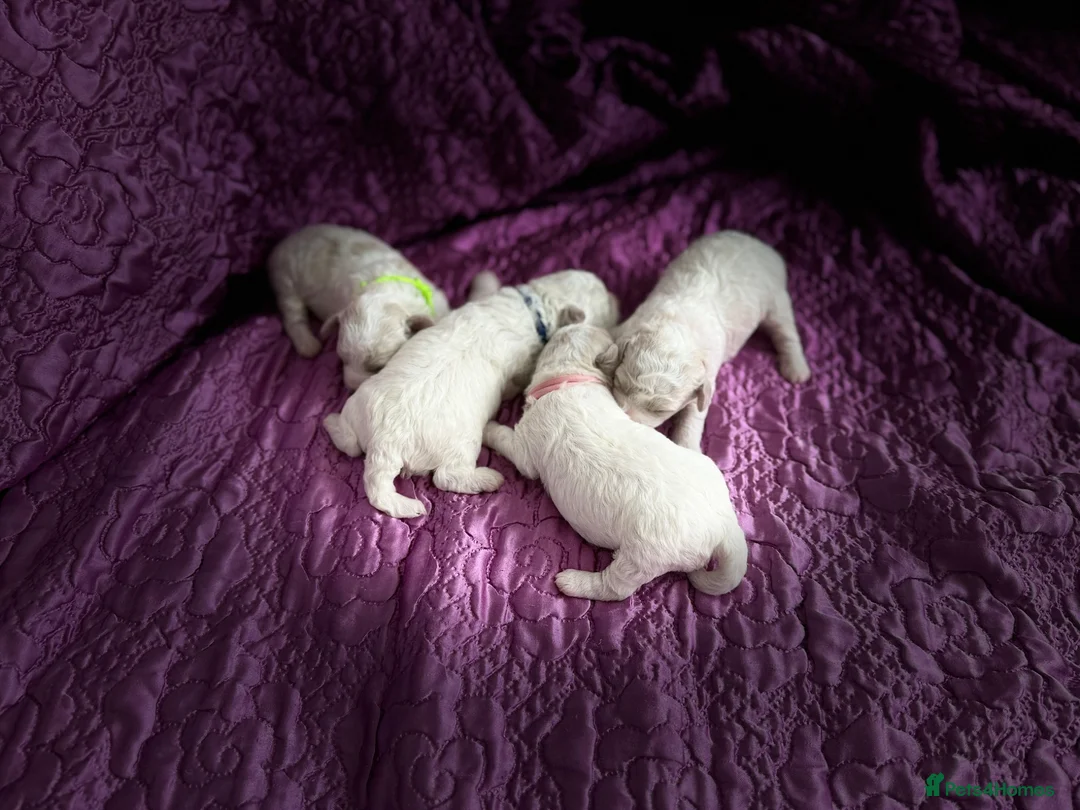 Bichon Frise dogs for sale: ☁️ Little Clouds Looking for Their Forever Home ☁️ - Advert 1