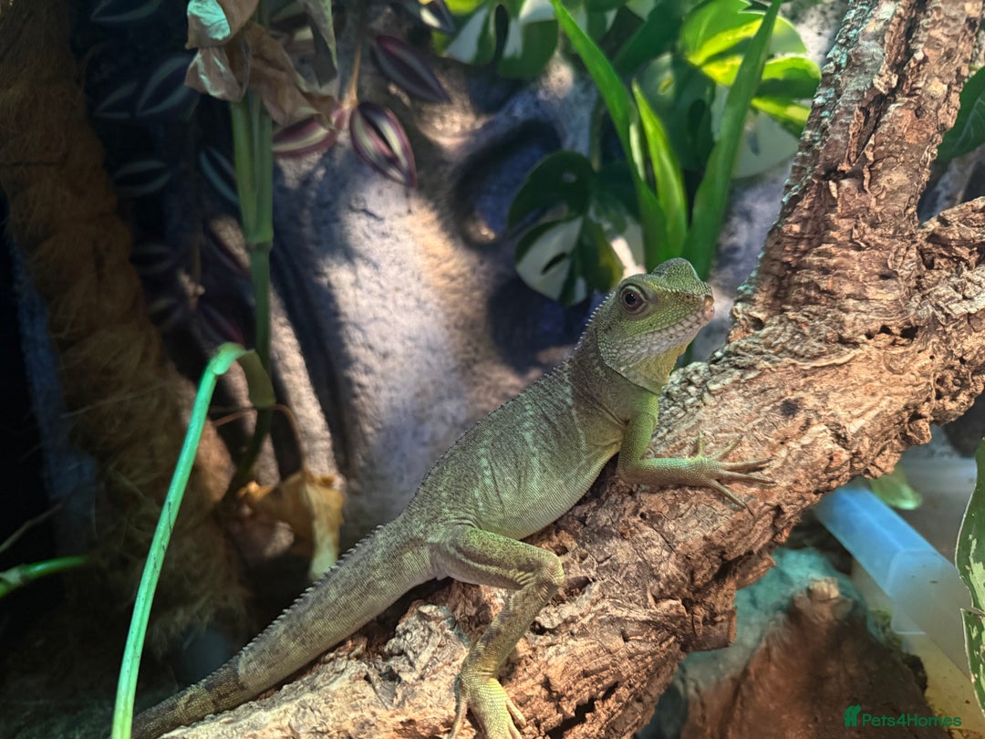 Lizard reptiles for sale: Chinese water dragon and vivarium - Advert 1