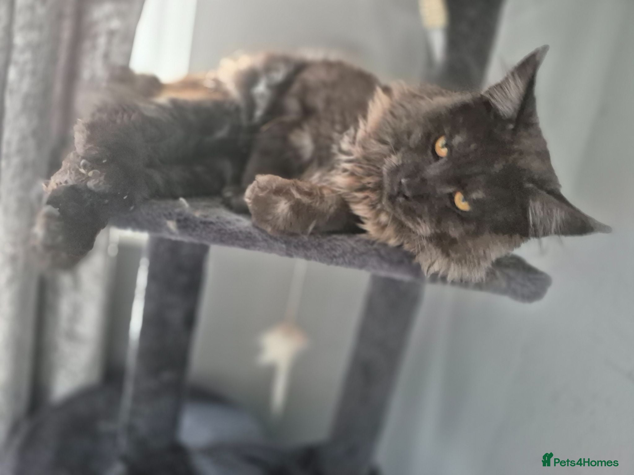 Maine Coon cats Quality black smoke health tested proven MC stud  - Advert 3