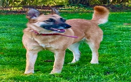 Belgian Shepherd Dog dogs for adoption: Julie: The Puppy Who Survived the Unthinkable - Advert 9