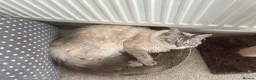 Ragdoll cats for sale: 2 beautiful Ragdoll/Maine coon kittens  - Advert 2
