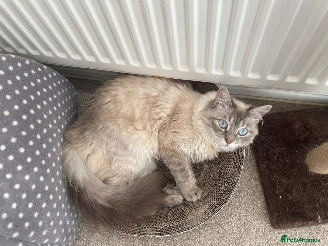 Ragdoll cats for sale: 2 beautiful Ragdoll/Maine coon kittens  - Advert 2