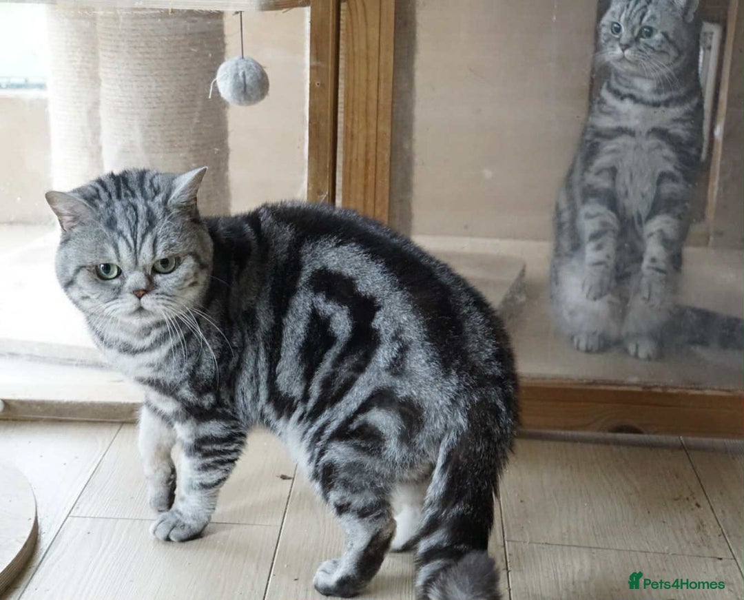 British Shorthair cats for sale: BshTabby kittens.GCCF.Available on 15.February . - Advert 14