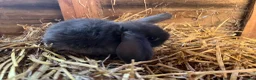 Mini Lop rabbits for sale: Gorgeous pure Mini lops and mini lion lops  - Advert 9