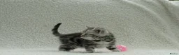 British Shorthair cats for sale: Gccf registered British Shorthair silver tabby's  - Advert 14