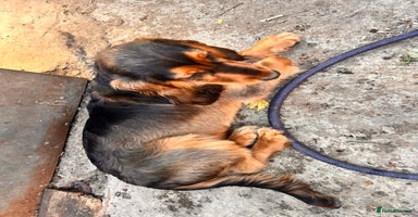 Cocker Spaniel dogs in London - Advert 6
