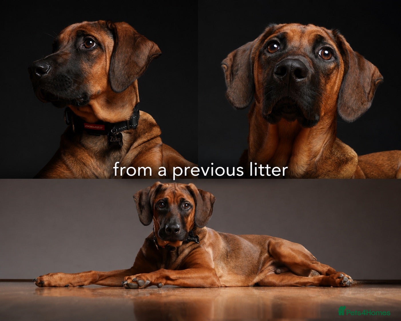 Rhodesian Ridgeback dogs European Champion Pedigree KC  - Advert 1