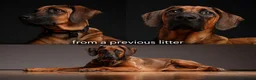 Rhodesian Ridgeback dogs for sale: European Champion Pedigree KC  - Advert 1