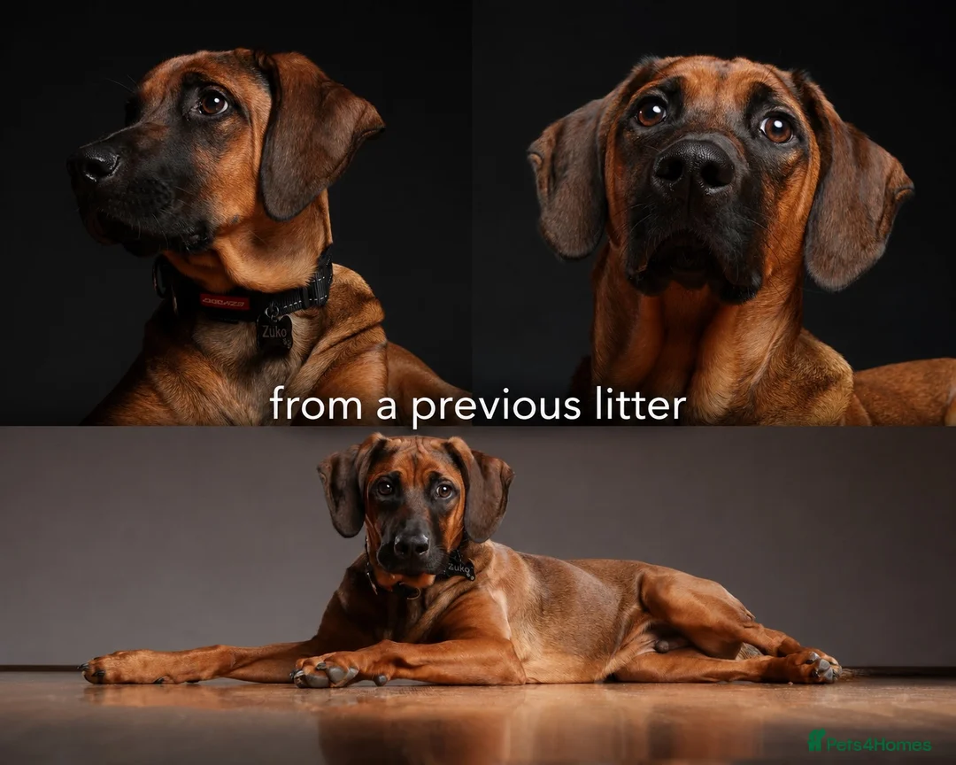 Rhodesian Ridgeback dogs for sale: European Champion Pedigree KC  - Advert 1