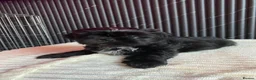 Shih Tzu dogs for sale: 4 Beautiful Shih-Tzu  - Advert 26