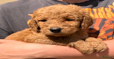 Goldendoodle dogs - Advert 7