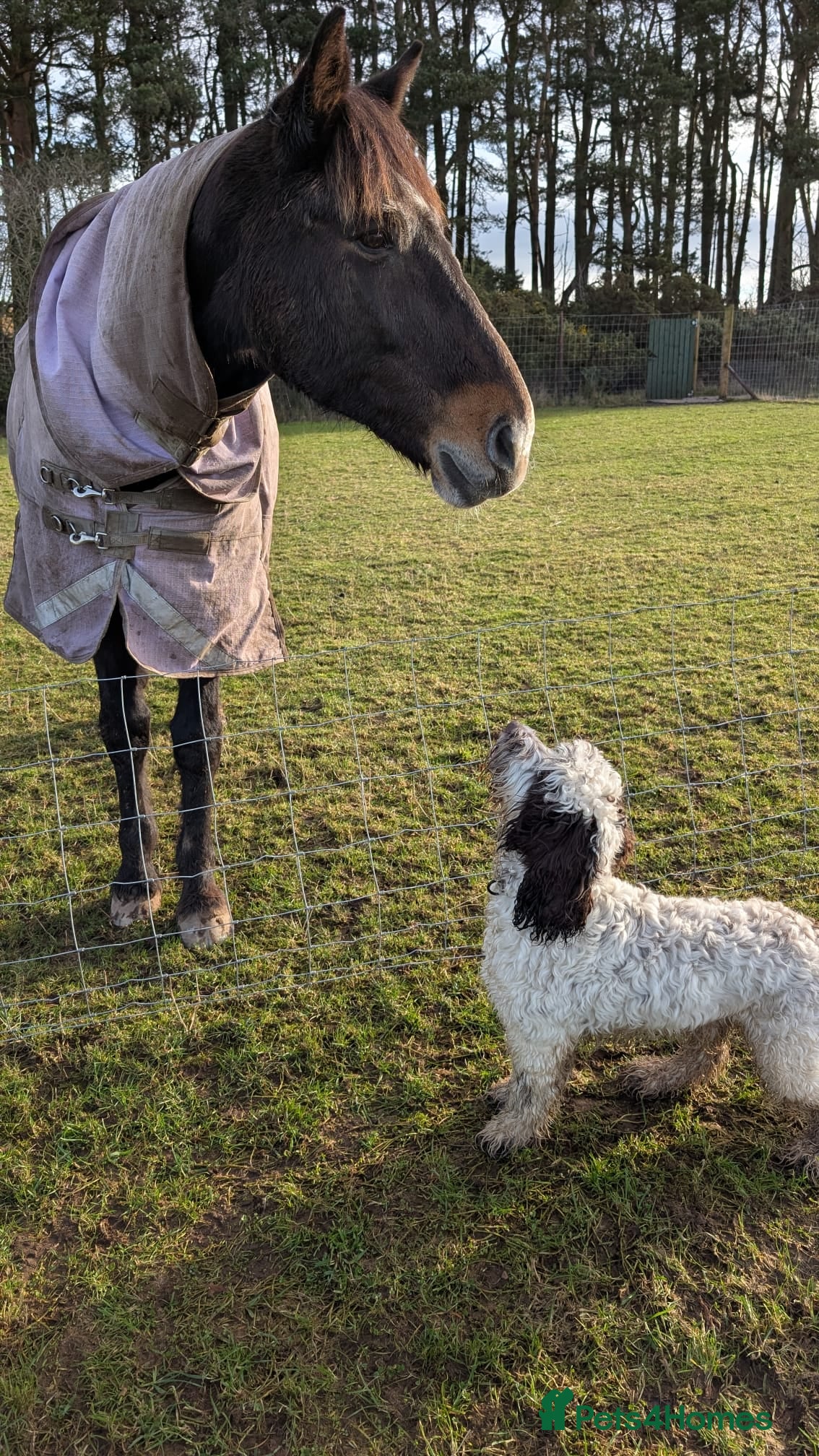 Cockapoo dogs 1 year old Cockapoo looking for new 🏡 - Advert 3
