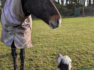 Cockapoo dogs 1 year old Cockapoo looking for new 🏡 - Advert 3