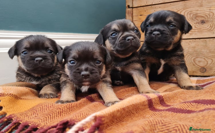 Border Terrier dogs Blue and Tan Border Terrier Pups, Ready Dec 13th - Advert 13