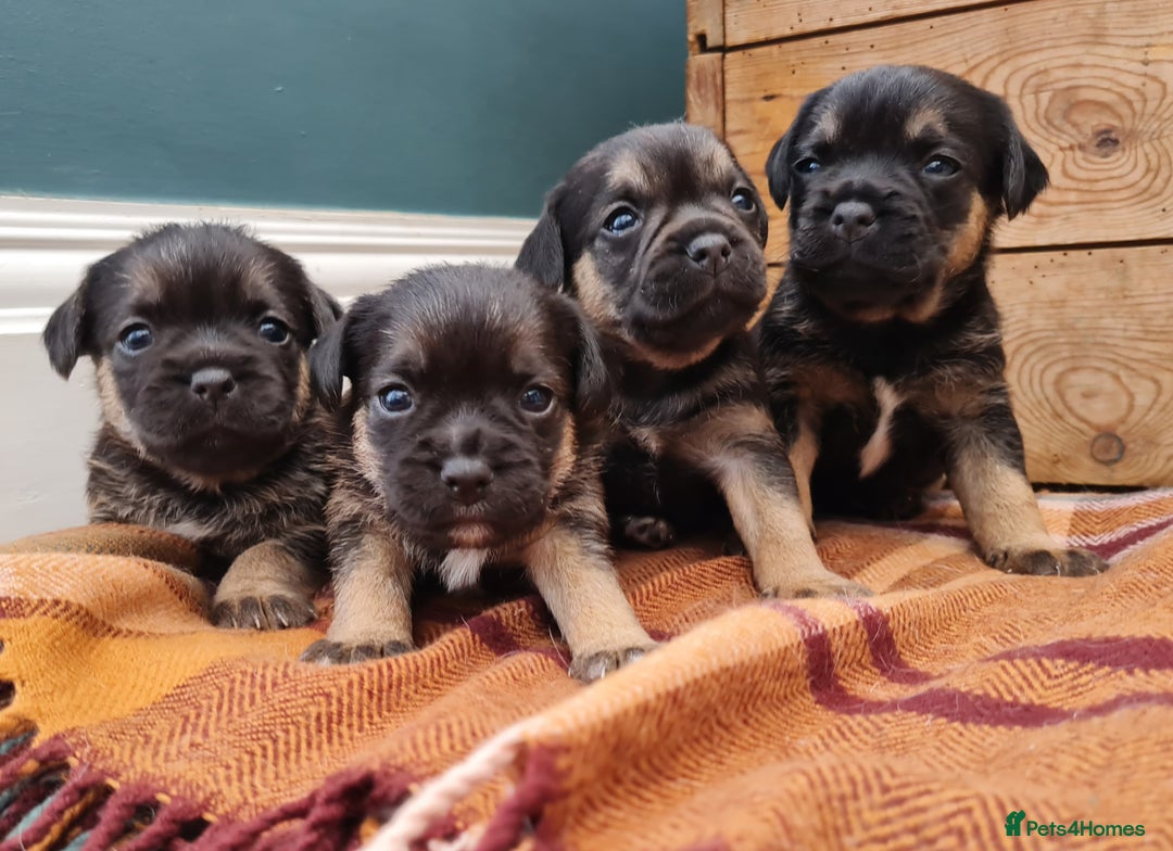 Border Terrier dogs for sale: Blue and Tan Border Terrier Pups, Ready Dec 13th - Advert 1