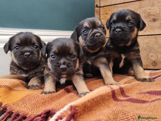 Border Terrier dogs for sale: Blue and Tan Border Terrier Pups, Ready Dec 13th - Advert 1