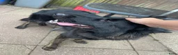 German Shepherd dogs for sale: 2 year old German shepherd  in Hook - Advert 3