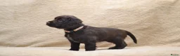 Cocker Spaniel dogs for sale: Chocolate Cocker Spaniel Puppies - Advert 11