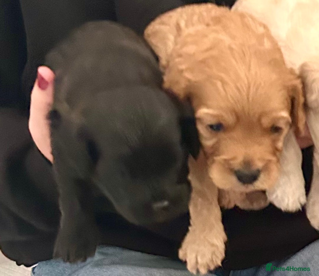 Cavapoochon dogs for sale: Cavapoochon 1 boy 1 girl left - Image 1