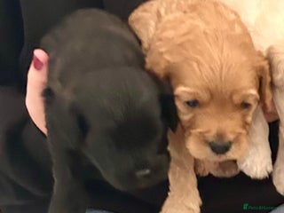 Cavapoochon dogs Cavapoochon 1 boy 1 girl left - Advert 2