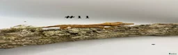 Gecko reptiles for sale: Adult, Juvenile and Lilly White Crested Geckos - Advert 21