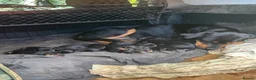 Rottweiler dogs for sale: Rottweiler pups  in Kendal - Advert 1