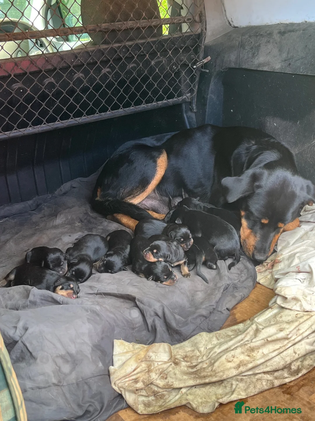 Rottweiler dogs for sale: Rottweiler pups  in Kendal - Advert 1